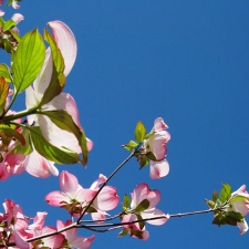 Spring Conference